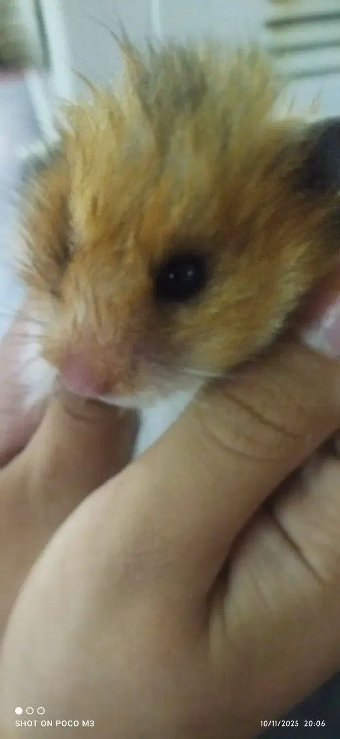 دو عدد همستر بازیگوش|موش و خرگوش|کرمان, |دیوار