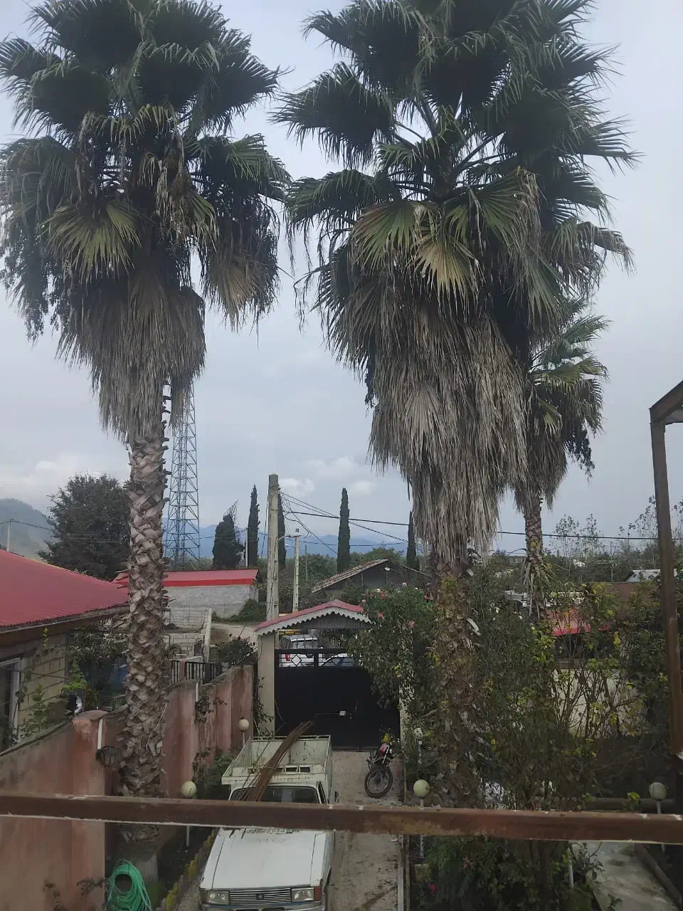 سه عدد درخت نخل|گل و گیاه طبیعی|تالش, طولارود|دیوار