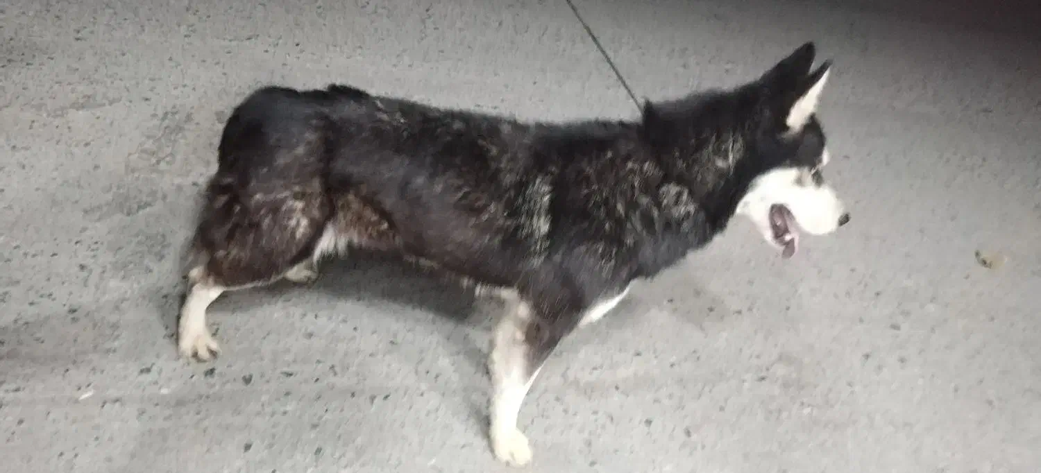 سگ هاسکی سایز کوچیک|سگ|زاینده رود, |دیوار