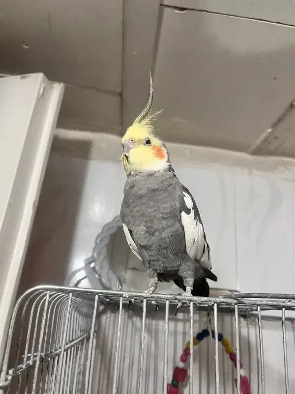 عروس هلندی نر سخنگو|پرنده|تهران, هفده شهریور|دیوار