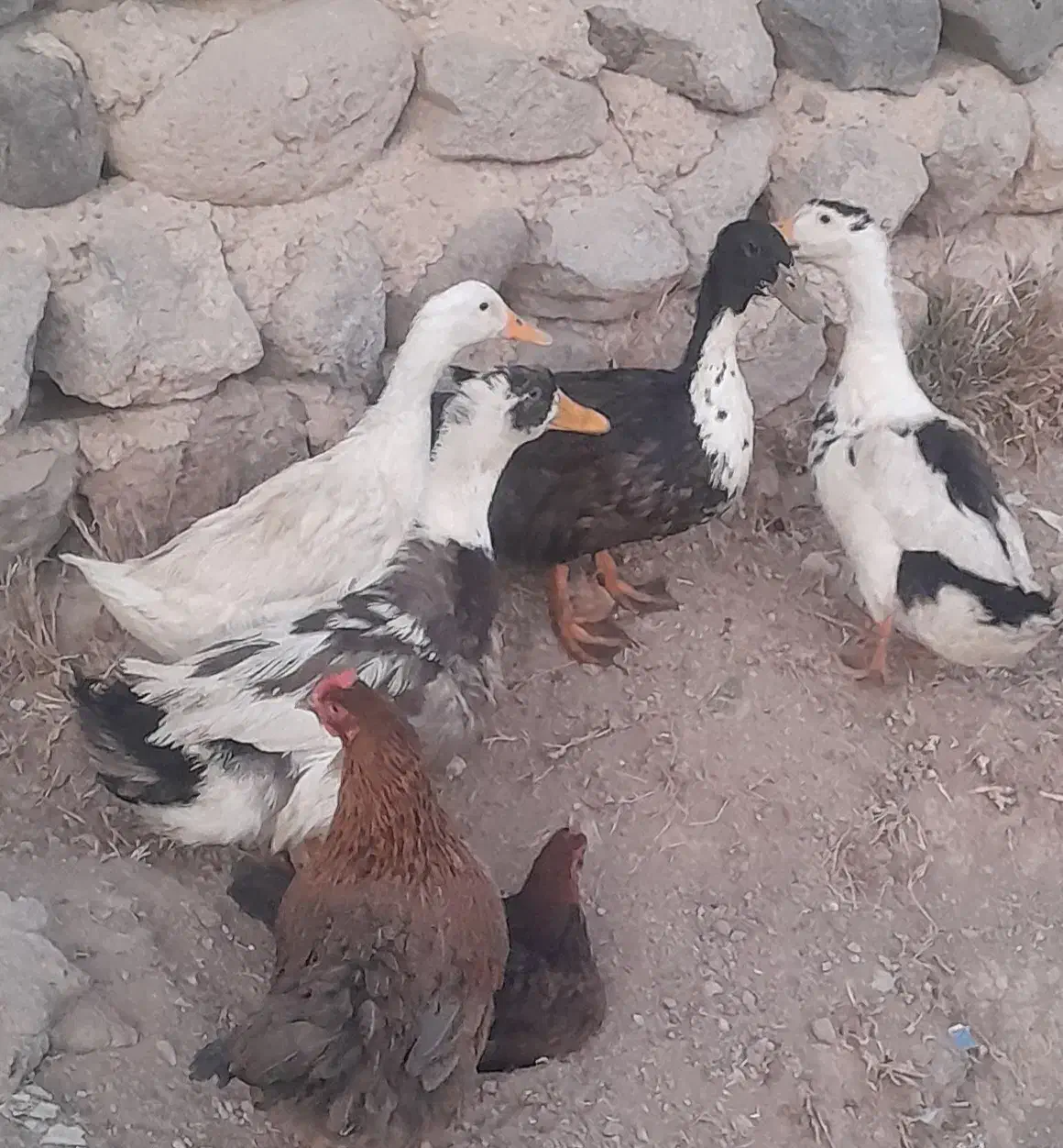 مرغ وخروس واردک|حیوانات مزرعه|نیر (اردبیل), |دیوار