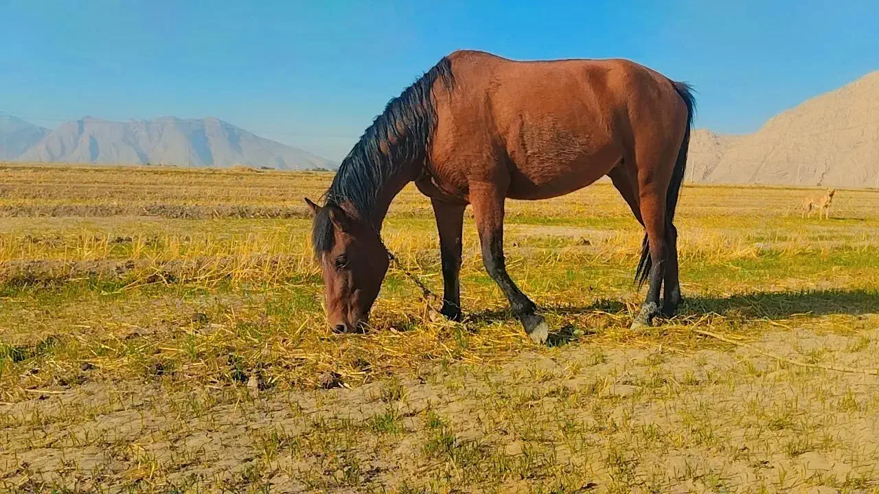 اسب مادیان|اسب و تجهیزات اسب‌سواری|مرودشت, رامجرد یک|دیوار