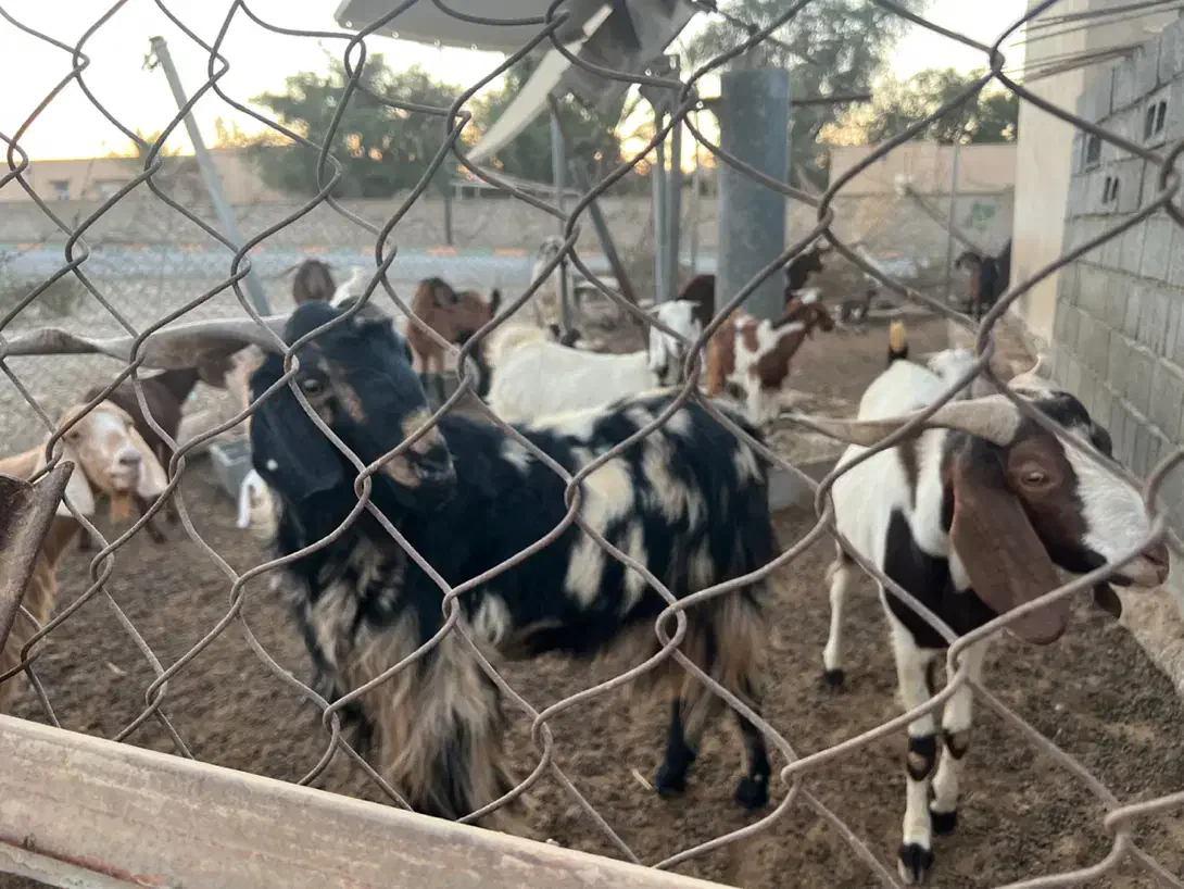 گوسفند|حیوانات مزرعه|رودان, |دیوار