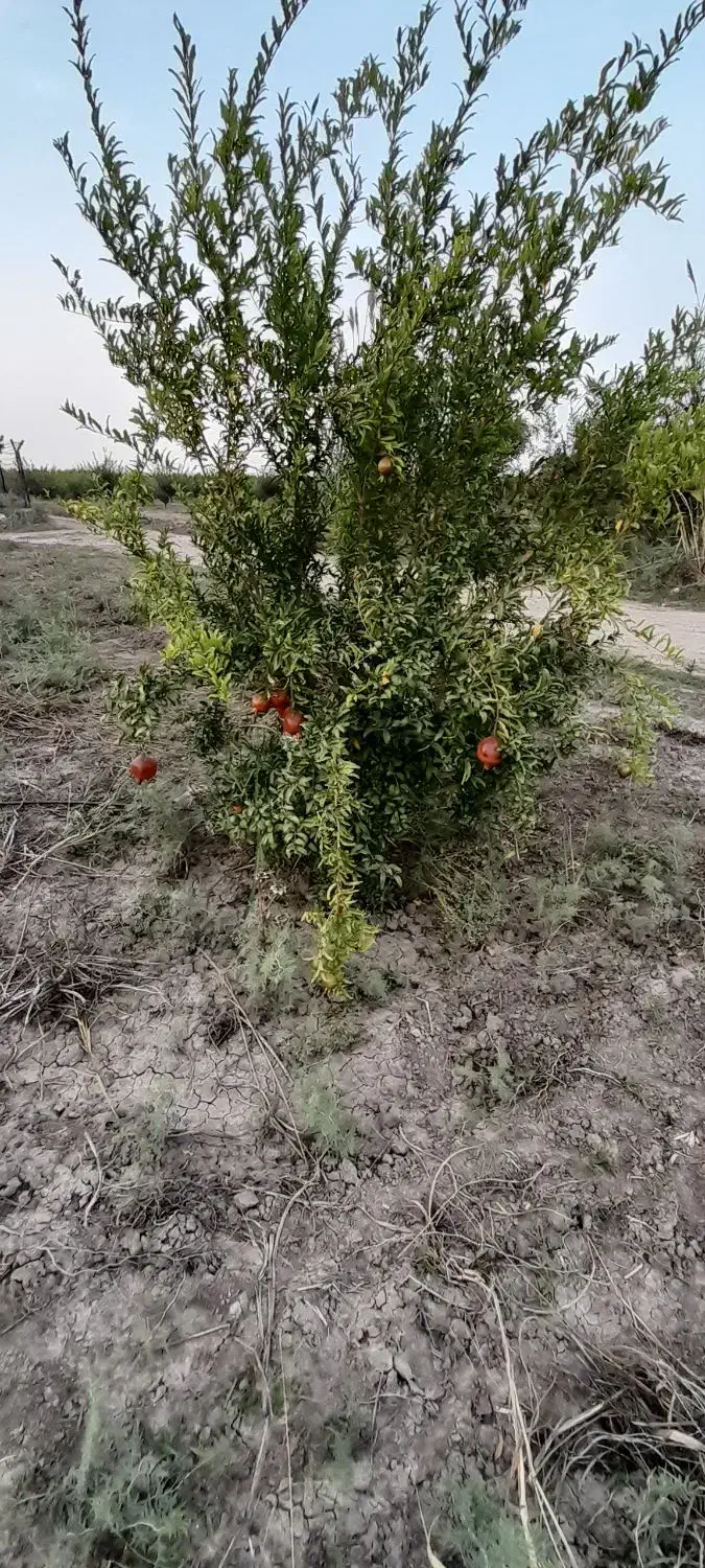 انار درجه ۱ ساوه|عمده‌فروشی|فاضل آباد, |دیوار