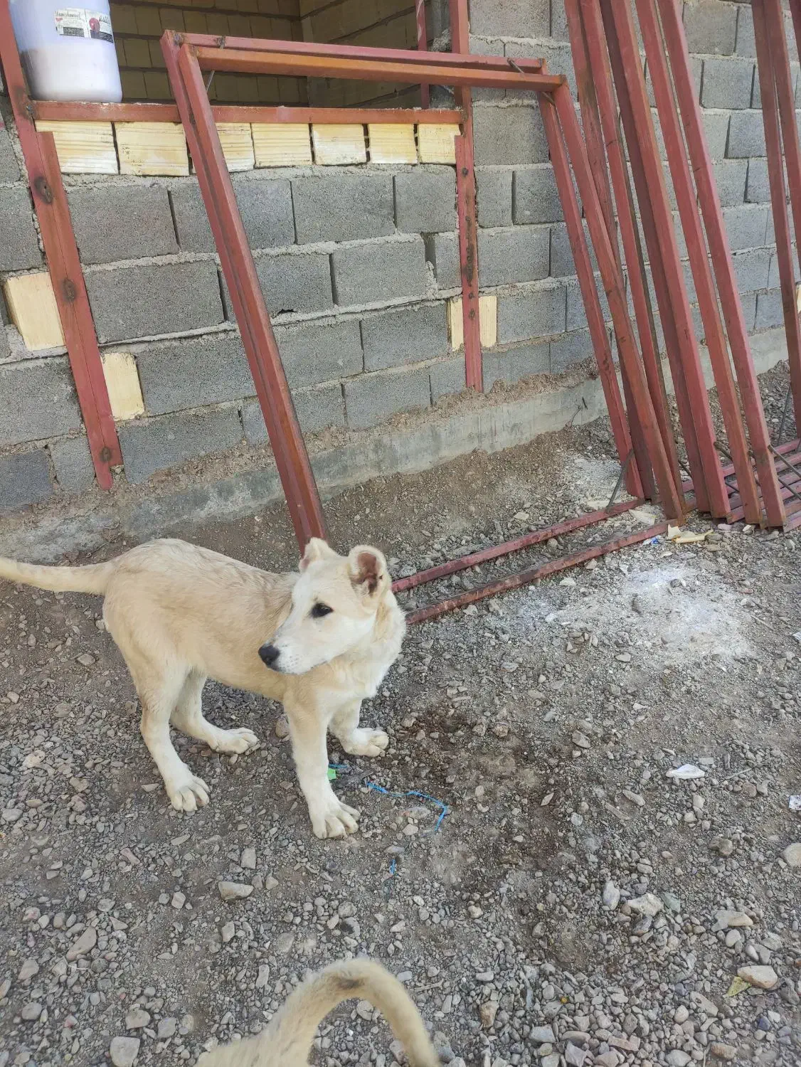 توله ماده سرابی|سگ|جعفرآباد, |دیوار