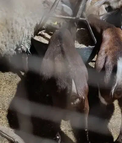 بز مورسیا|حیوانات مزرعه|تفت, |دیوار