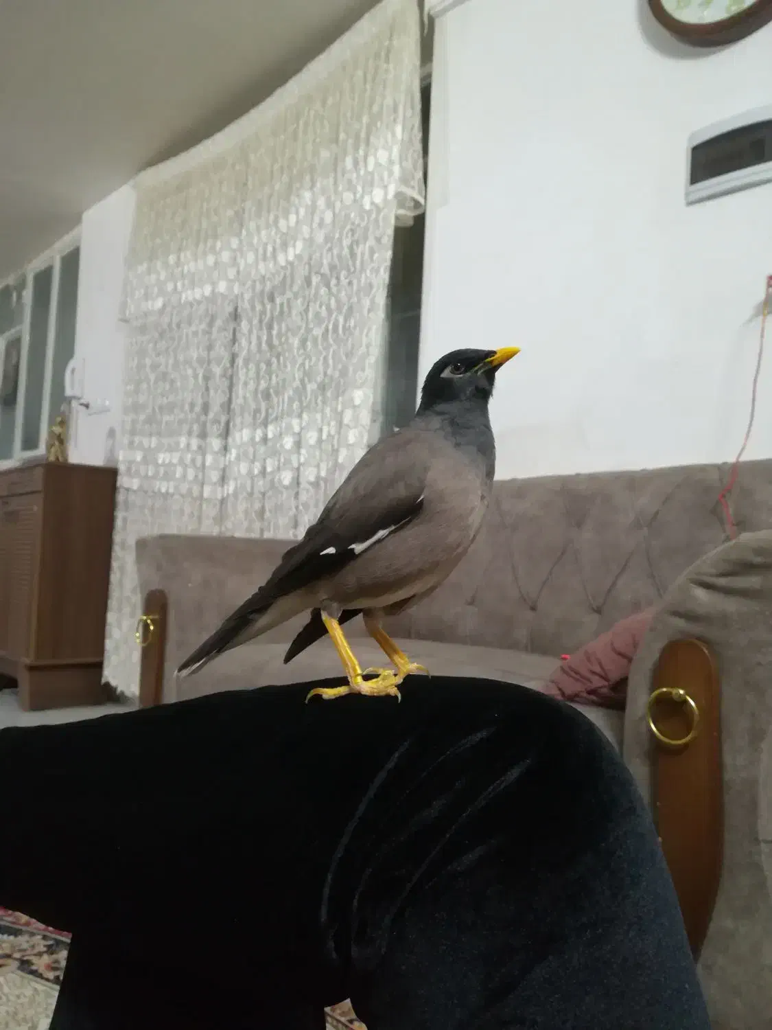 مینا سخنگو دستی افغان خوش صدا|پرنده|مشهد, قائم|دیوار