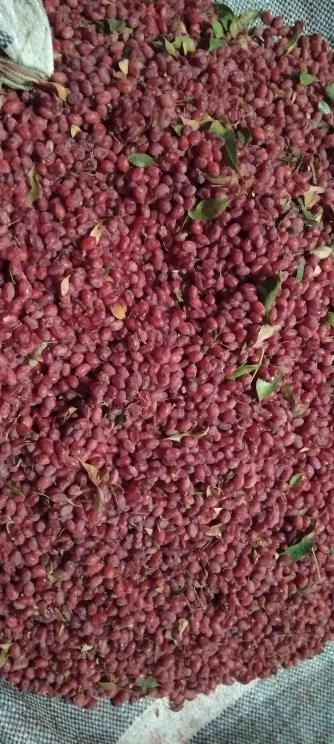 زرشک بیرجند سده|خوردنی و آشامیدنی|تربتحیدریه, فرمانداری|دیوار