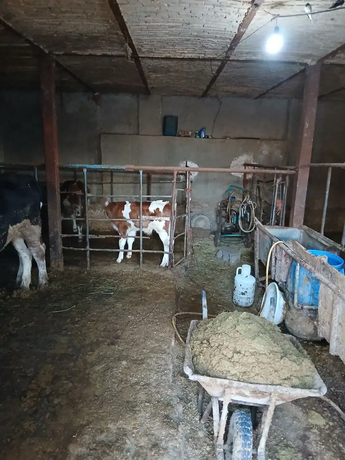 گاو|حیوانات مزرعه|لالجین, |دیوار