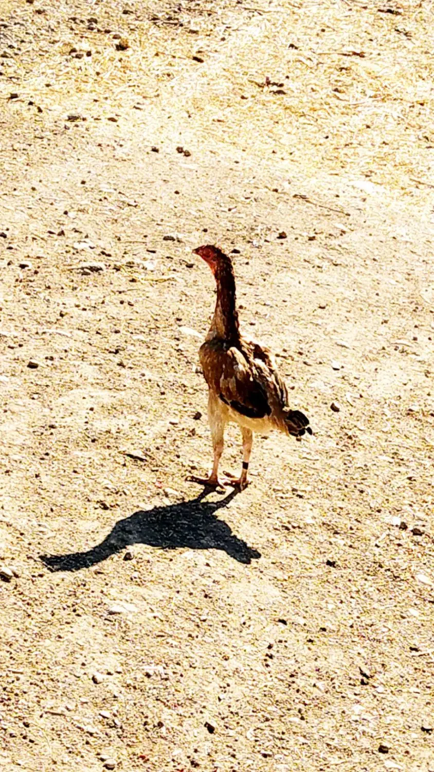 مرغ لاری|حیوانات مزرعه|سرپل ذهاب, |دیوار