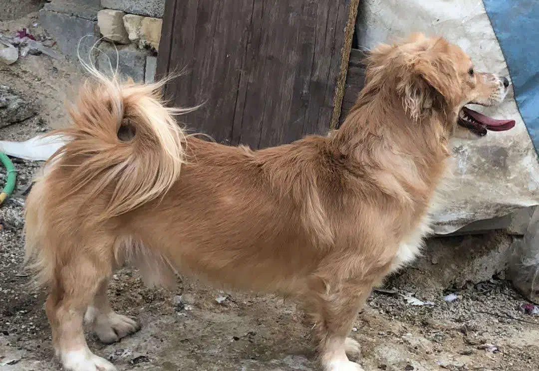 سگ اشپیتز|سگ|شیراز, بید زرد|دیوار