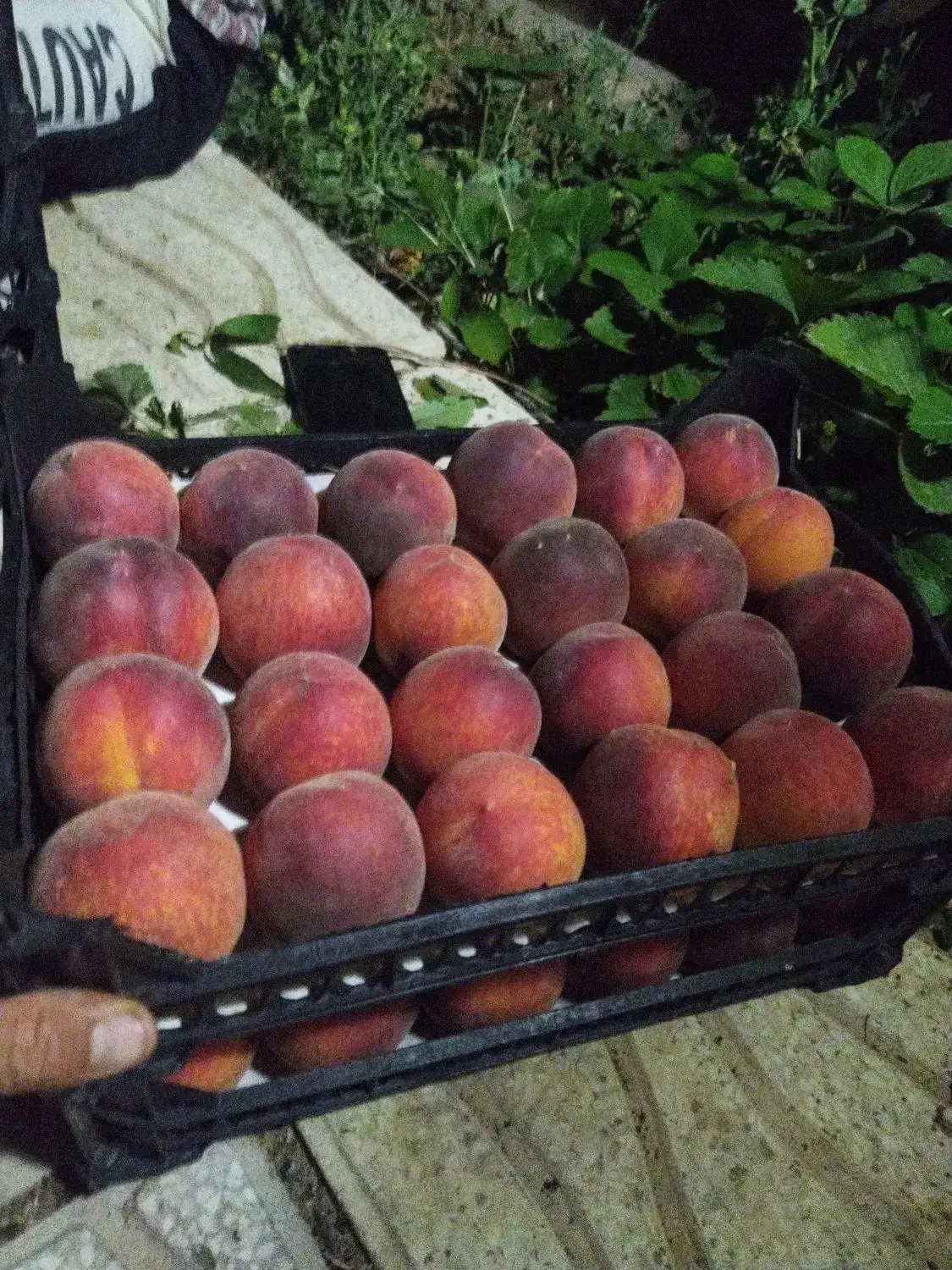 اجاره میوه سر درخت|خدمات باغبانی و درختکاری|باشت, |دیوار