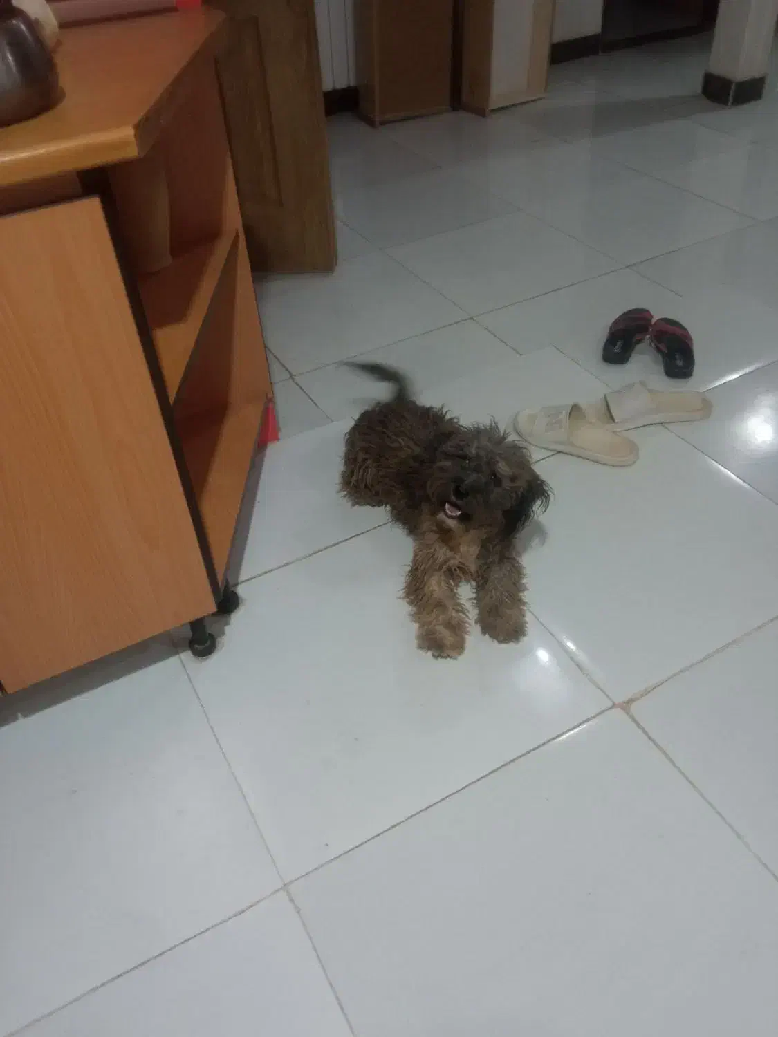 واگذاری پاکوتاه|سگ|سبزوار, باهنر|دیوار