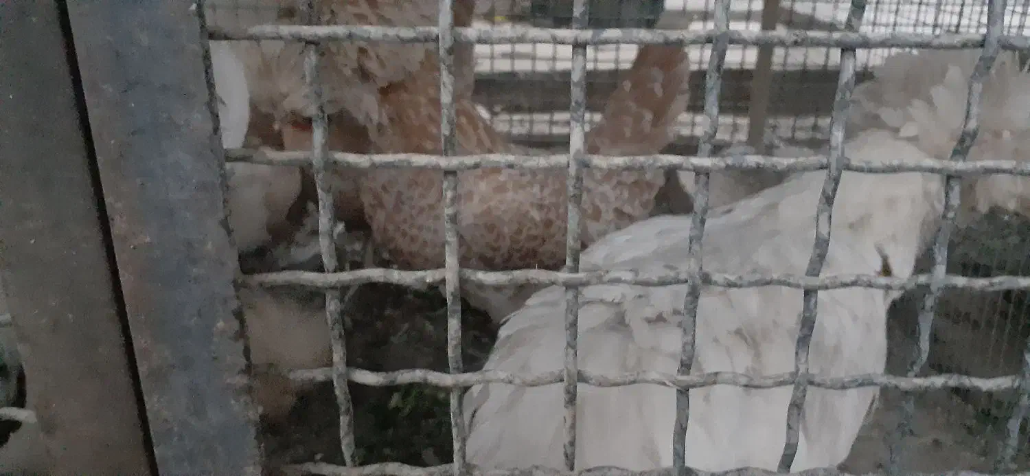 مرغ وخروس سلطان ونیمچه سلطان|حیوانات مزرعه|تویسرکان, |دیوار