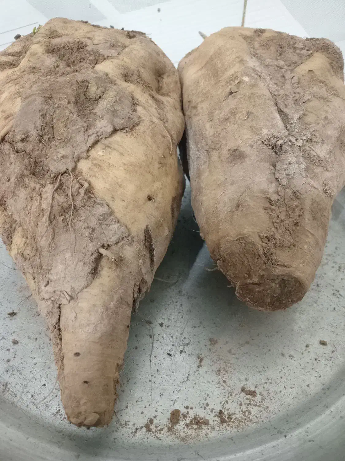 چغندرقندی|لوازم جانبی حیوانات|فیروزه, |دیوار