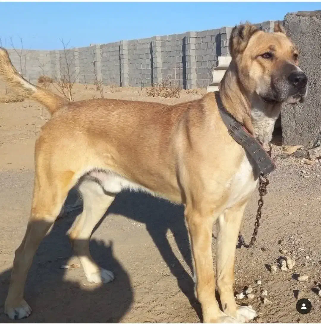 گم شده|حیوانات|تایباد, |دیوار