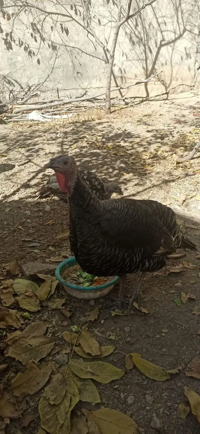 بوقله نر و ماده هفت ماهه واکسن زده|حیوانات مزرعه|یاسوج, |دیوار