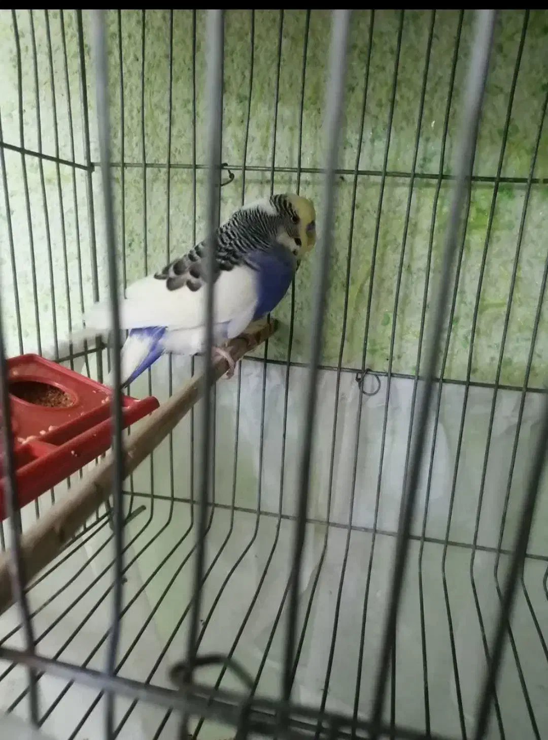 مرغ عشق|پرنده|شیراز, شهرک بهار|دیوار