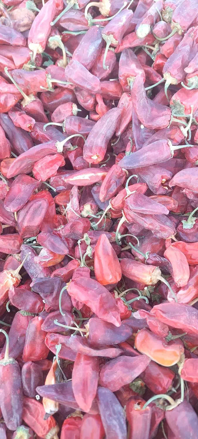 فلفل قرمز|خوردنی و آشامیدنی|سبزوار, امیریه|دیوار