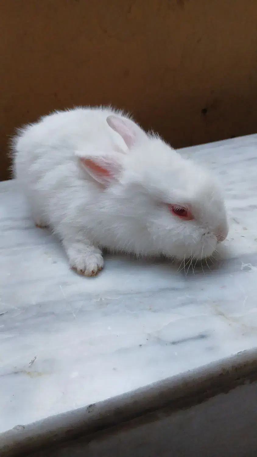 خرگوش|موش و خرگوش|کرمانشاه, |دیوار