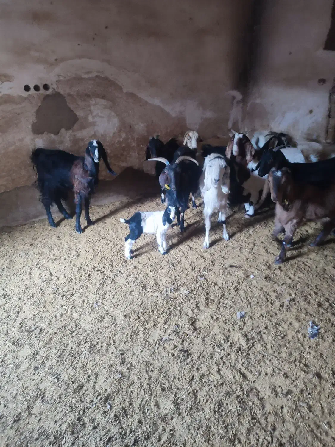 بره و بزغاله خوراک خور میش بز زاییده قوچ چپش|حیوانات مزرعه|قم, شهر قائم|دیوار