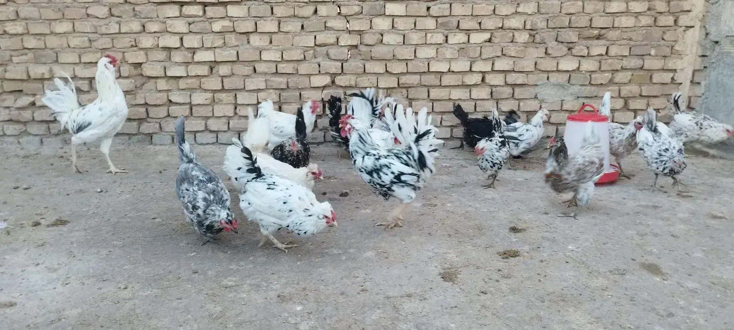 جوجه گلین|حیوانات مزرعه|یزد, |دیوار