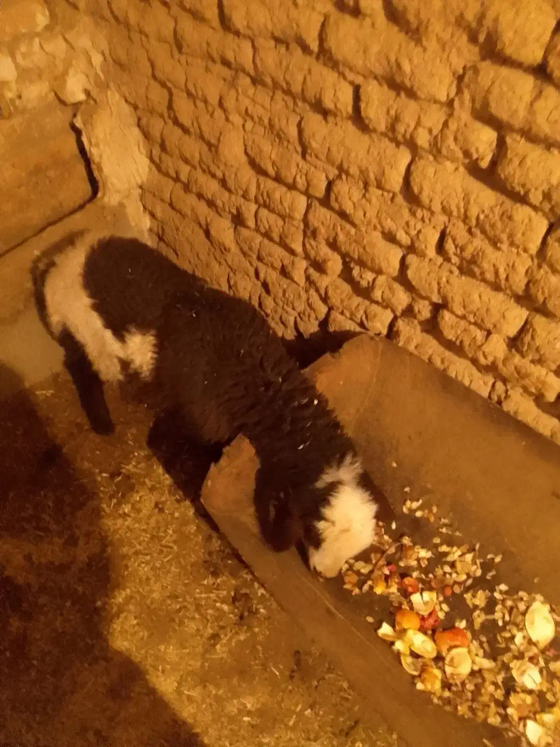 بره ماده|حیوانات مزرعه|بروجن, |دیوار