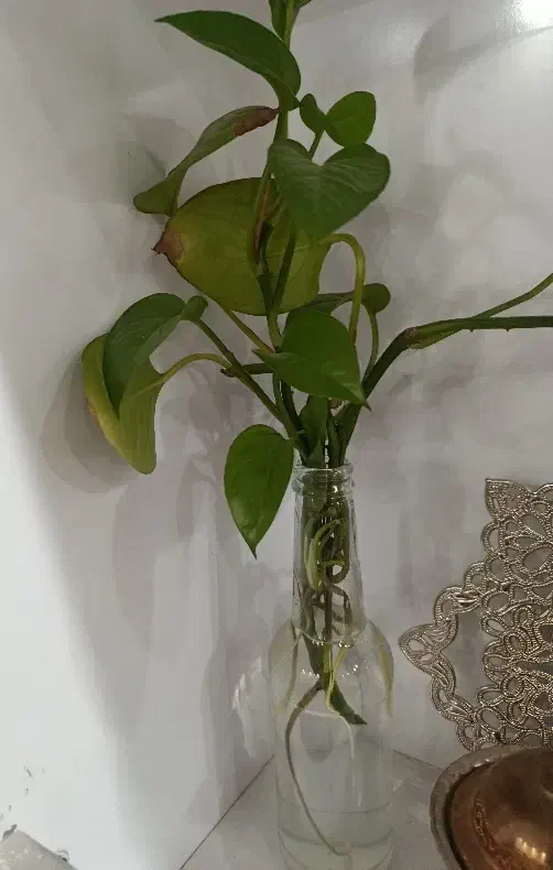 قلمه گل پتوس|گل و گیاه طبیعی|بیرجند, |دیوار