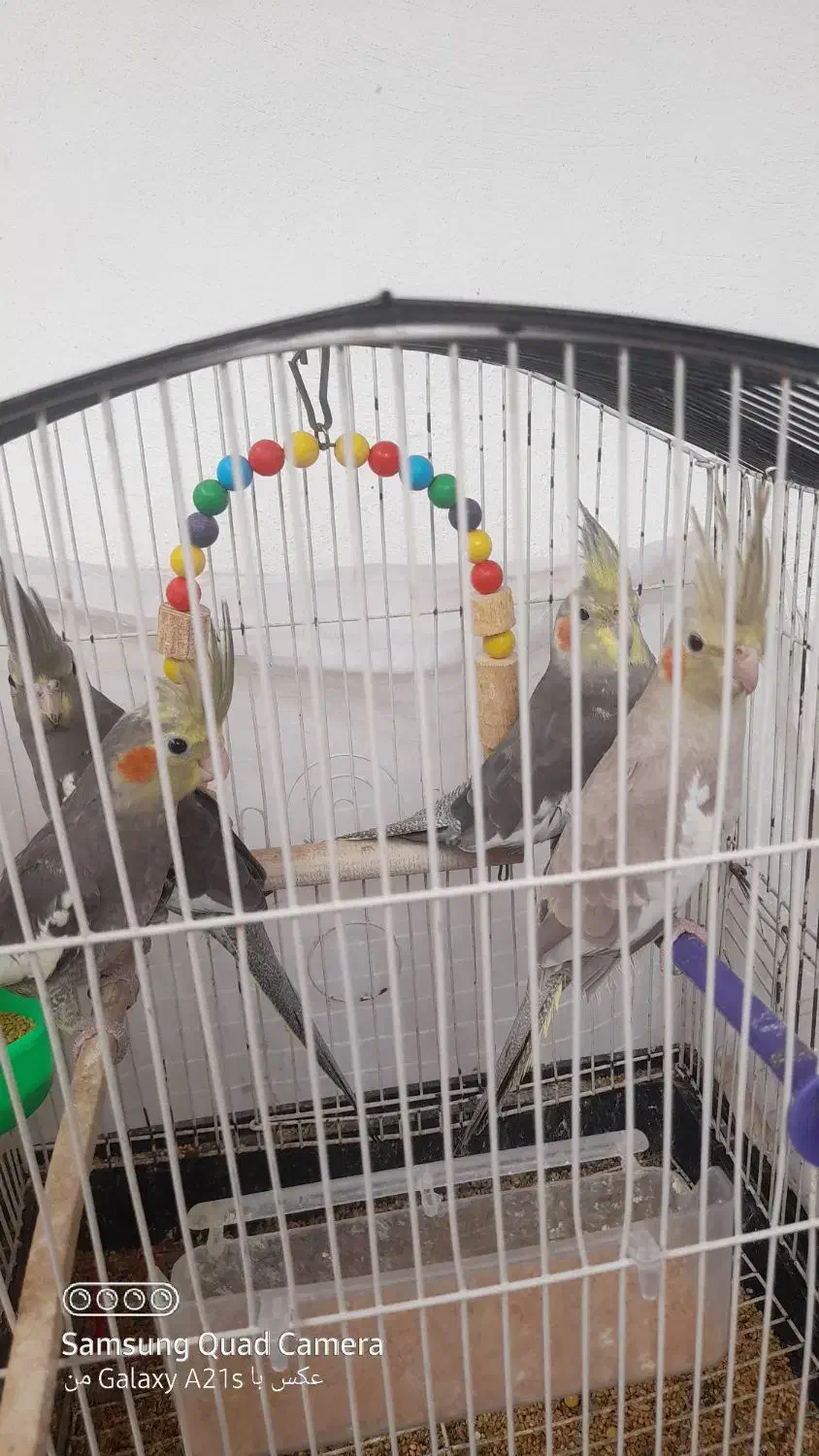 هشت عدد عروس هلندی ماده ونر سالم و سرحال|پرنده|رامسر, |دیوار