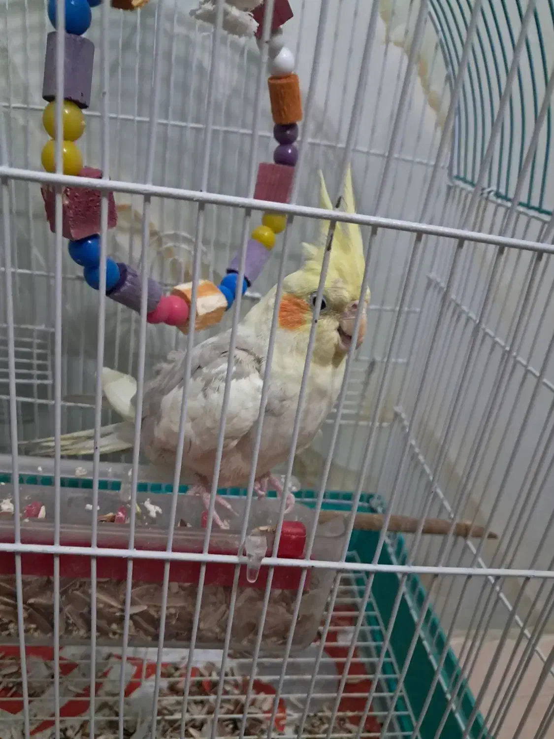 عروس هلندی|پرنده|تهران, کیانشهر|دیوار