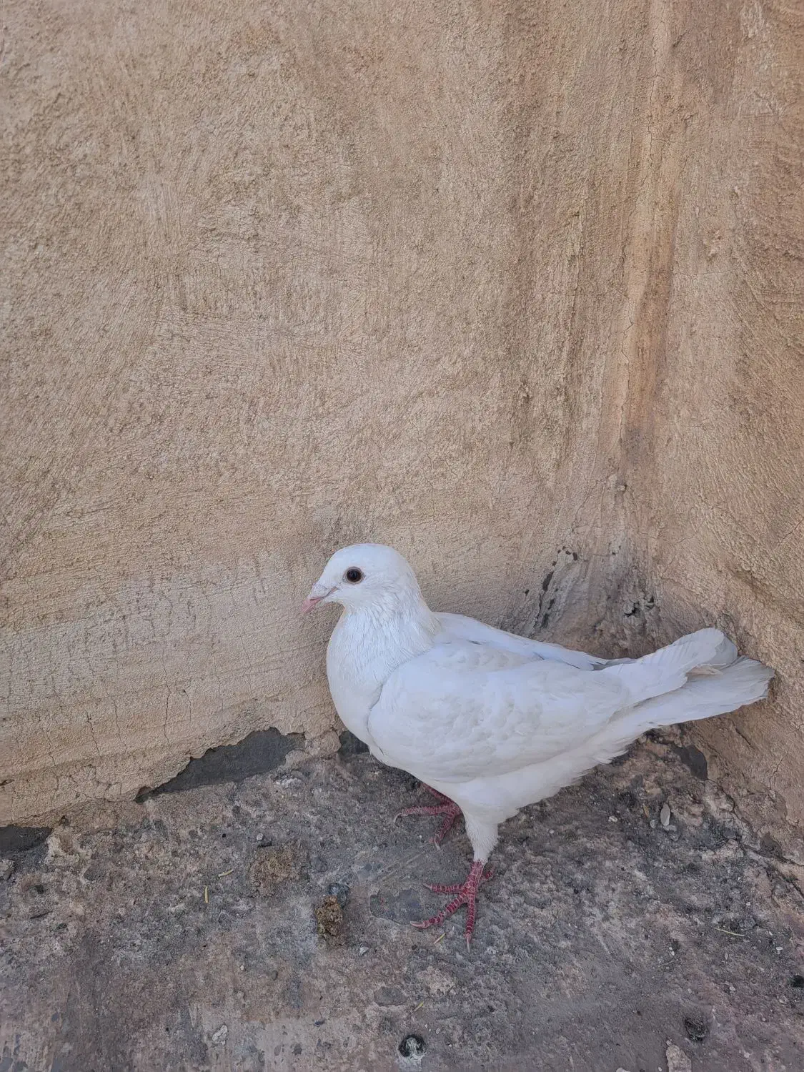 کبوتر خرقه و پلاکی|پرنده|فولادشهر, مسکن مهر فولادشهر|دیوار