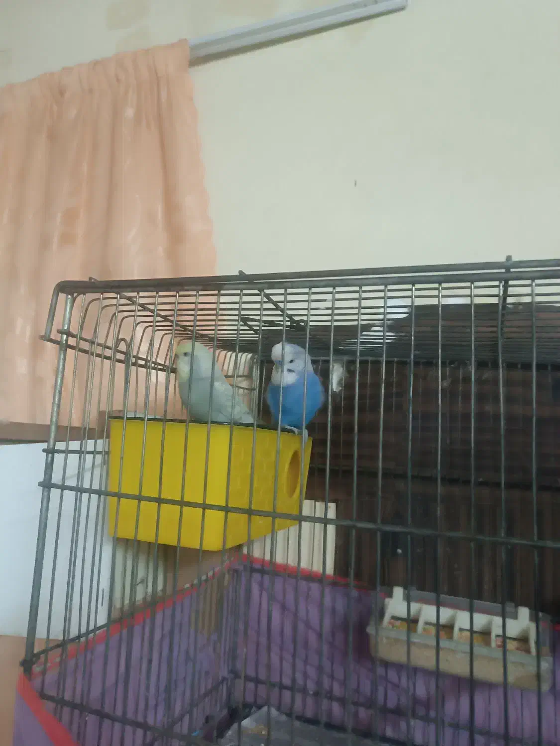 یه جفت مرغ عشق اسپانگل قیمت 550 تخفیفم داره|پرنده|بجنورد, |دیوار