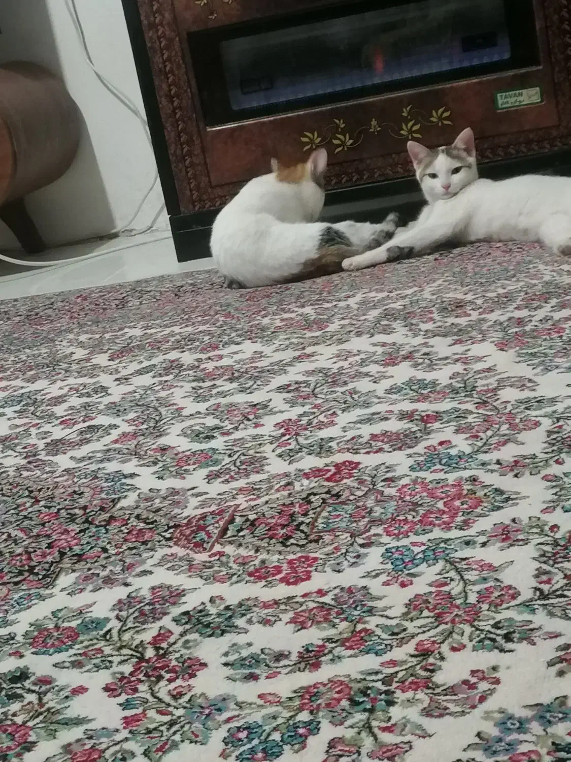 گربه بازی گوش|گربه|کرمان, |دیوار