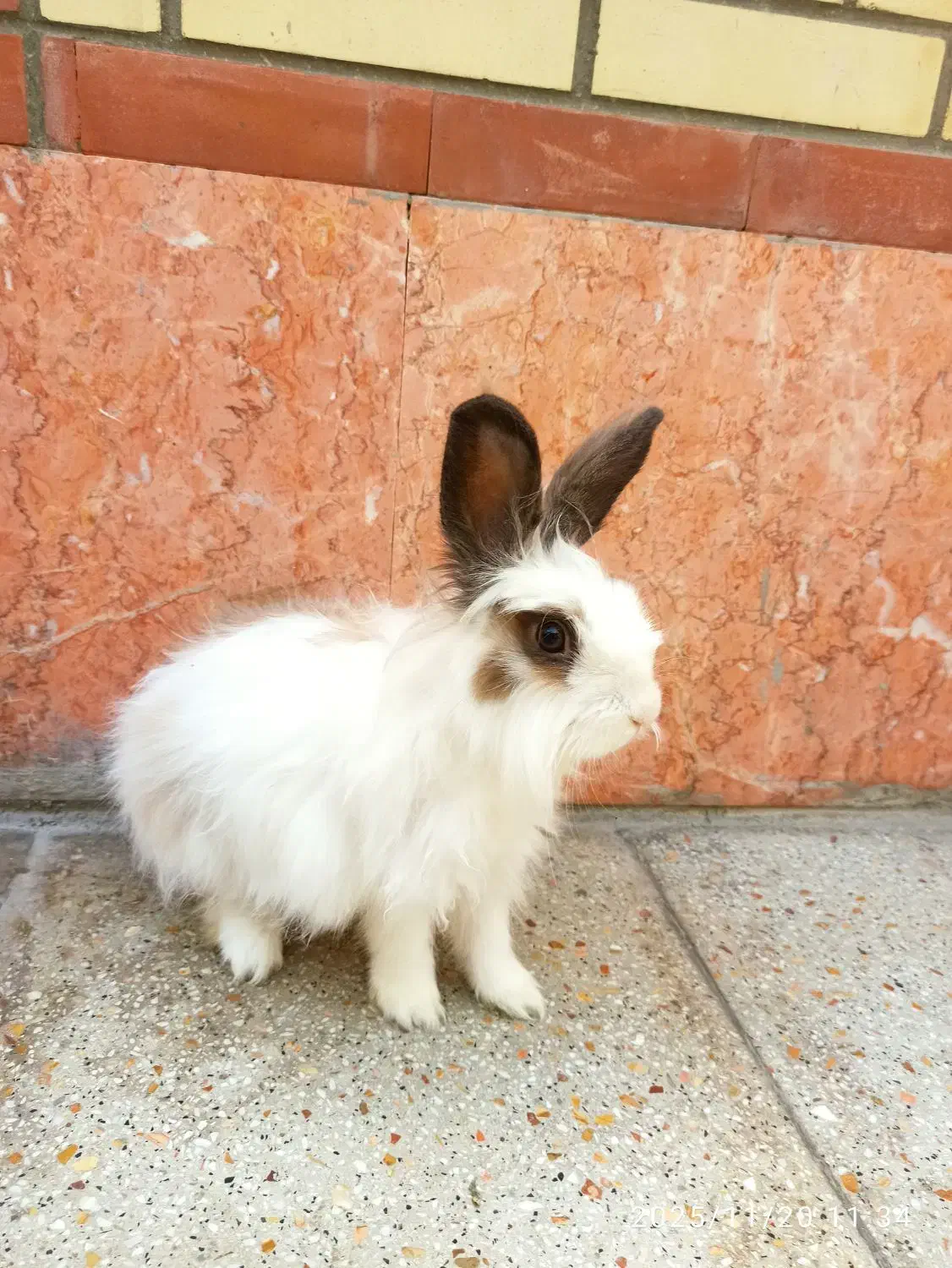 خرگوش خونگی|موش و خرگوش|شاهینشهر, خانه کارگر|دیوار