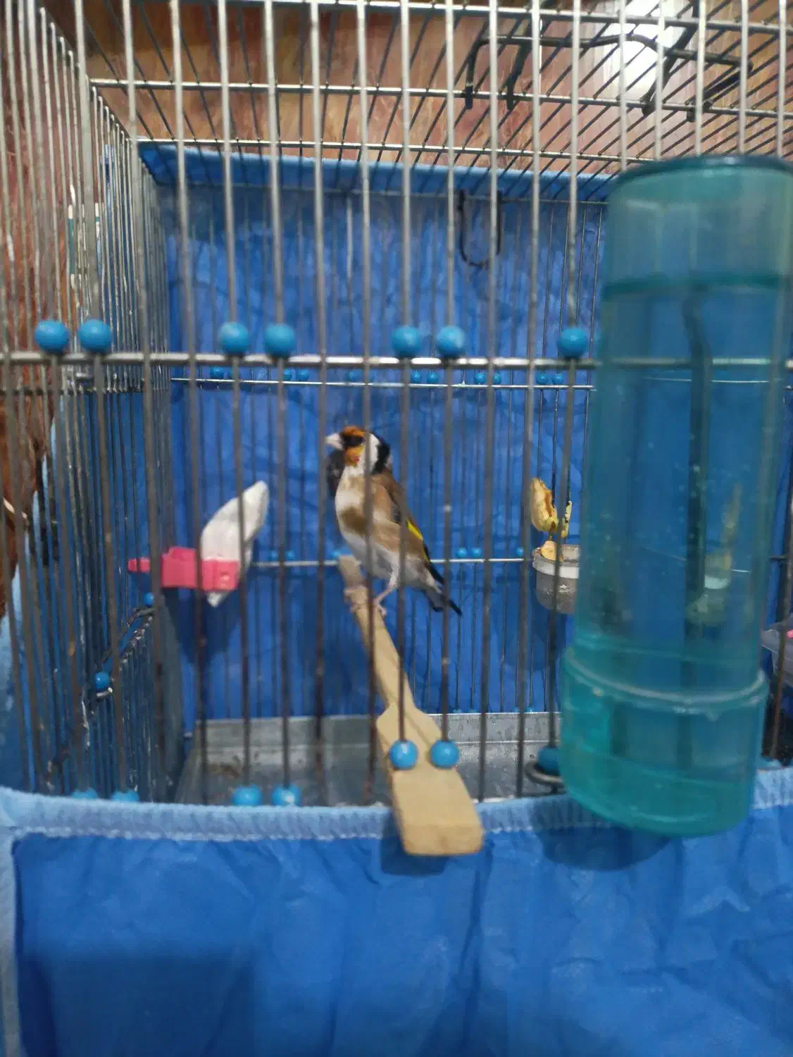 سهره دهن باغی بخون تازه تخت|پرنده|دیواندره, |دیوار