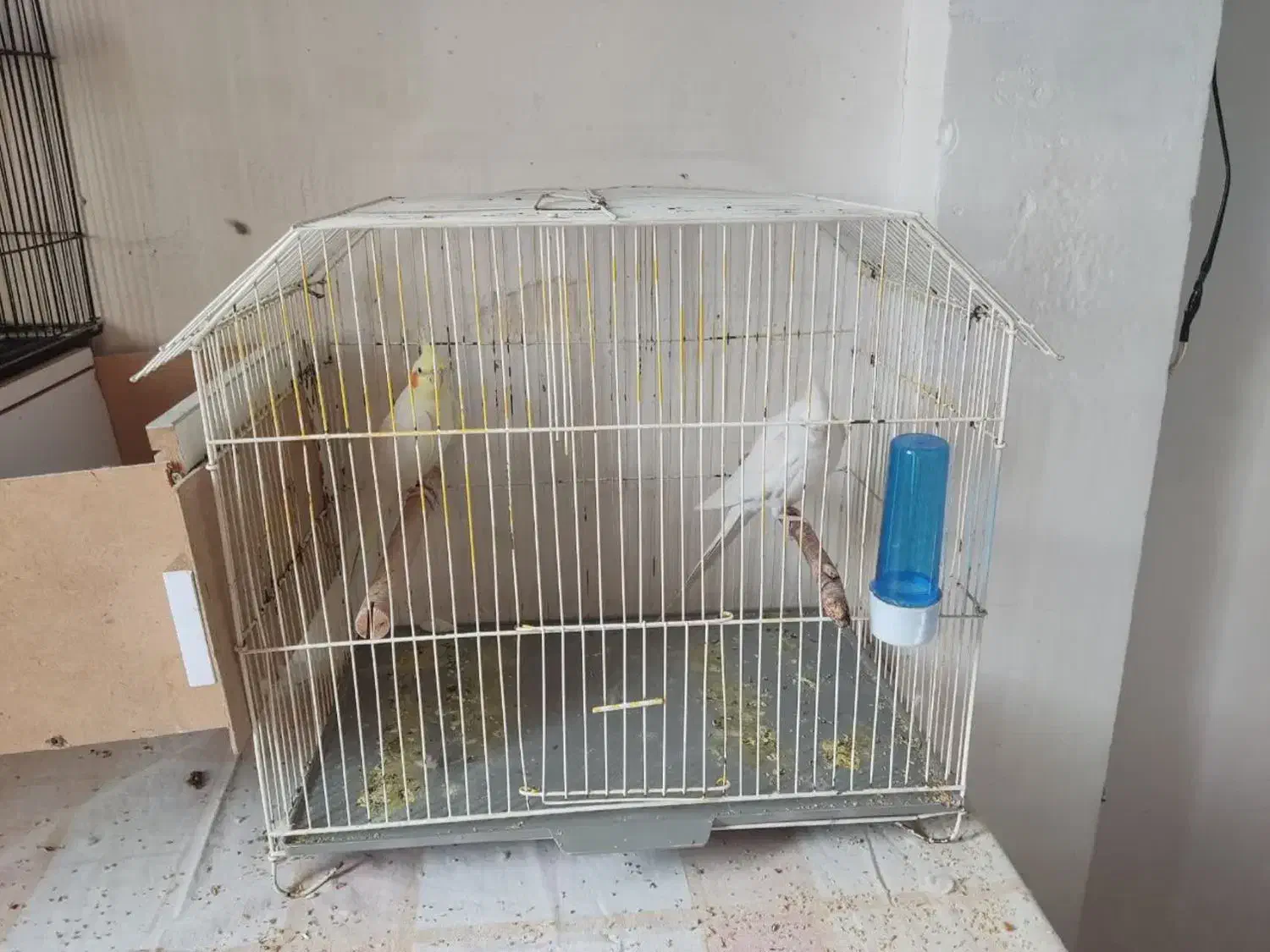 جفت عروس هلندی|پرنده|بندر ماهشهر, |دیوار