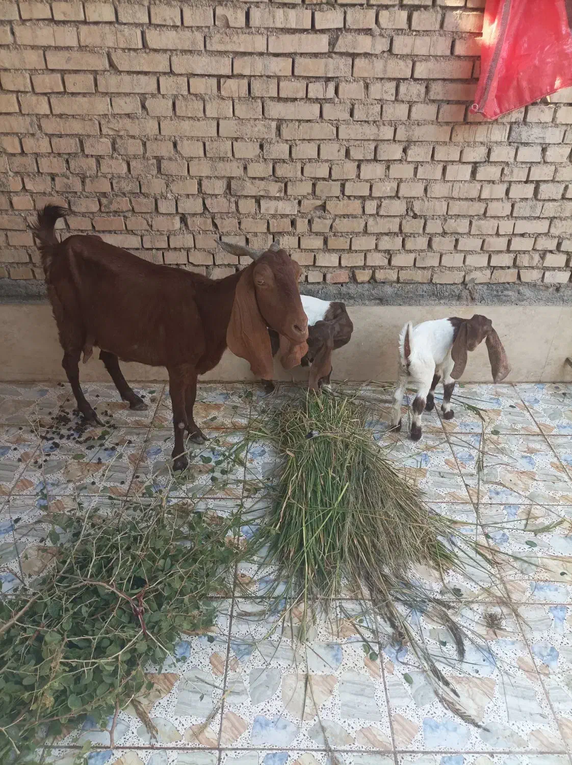 بز مطفل با ۲عدد بزغاله افغانی اصل|حیوانات مزرعه|اهواز, اهواز|دیوار