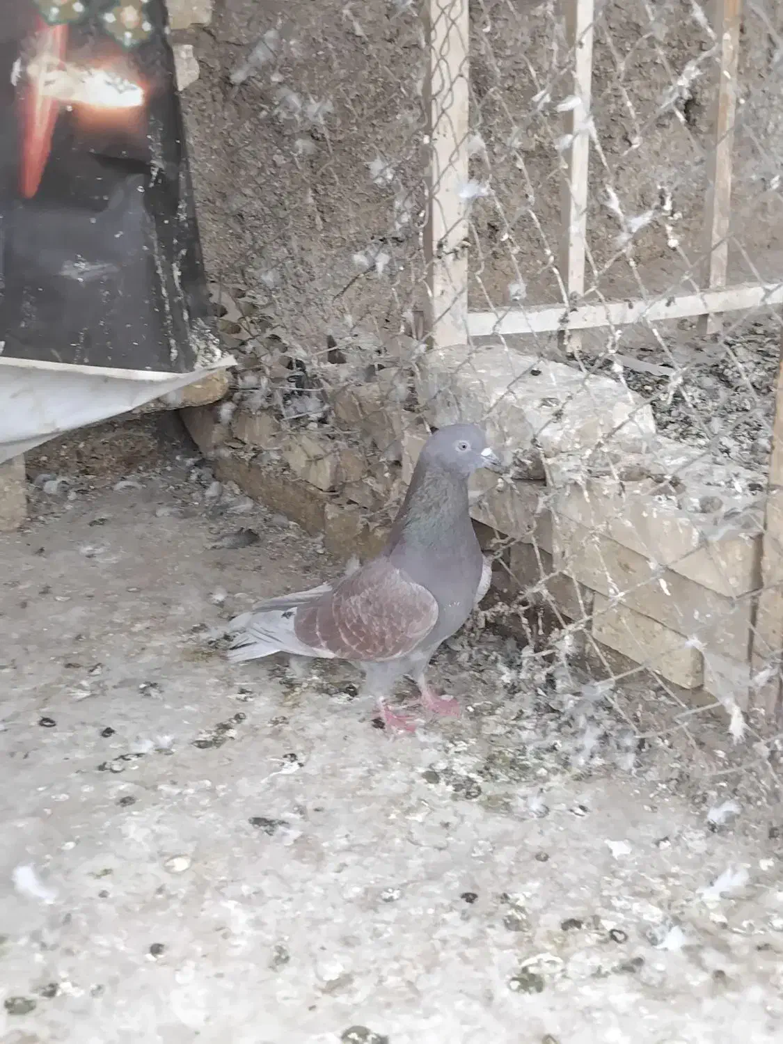 سرخ|پرنده|یزد, |دیوار