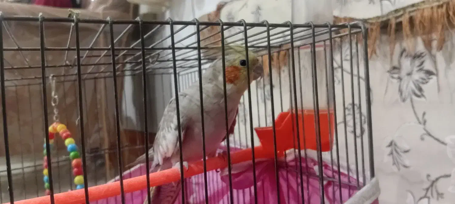 عروس هلندی|پرنده|گلپایگان, |دیوار