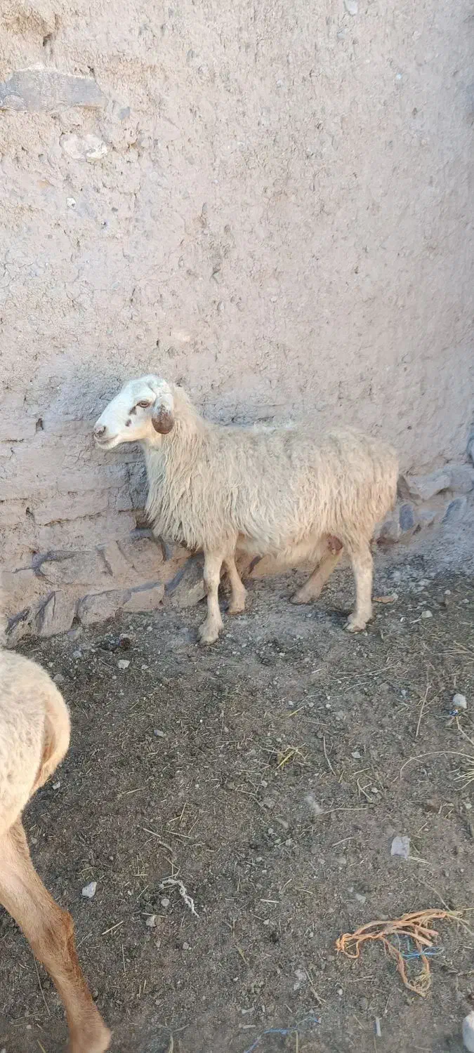 میش گله|حیوانات مزرعه|بیرجند, |دیوار