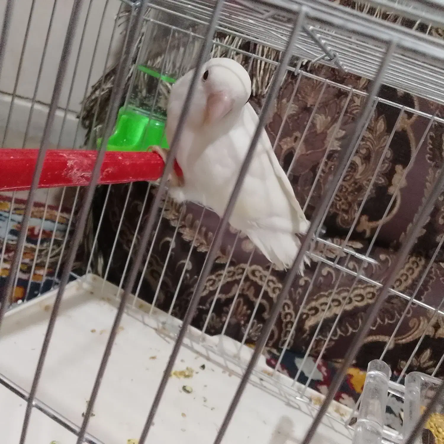 طوطی برزیلی سفید|پرنده|فولادشهر, B1|دیوار