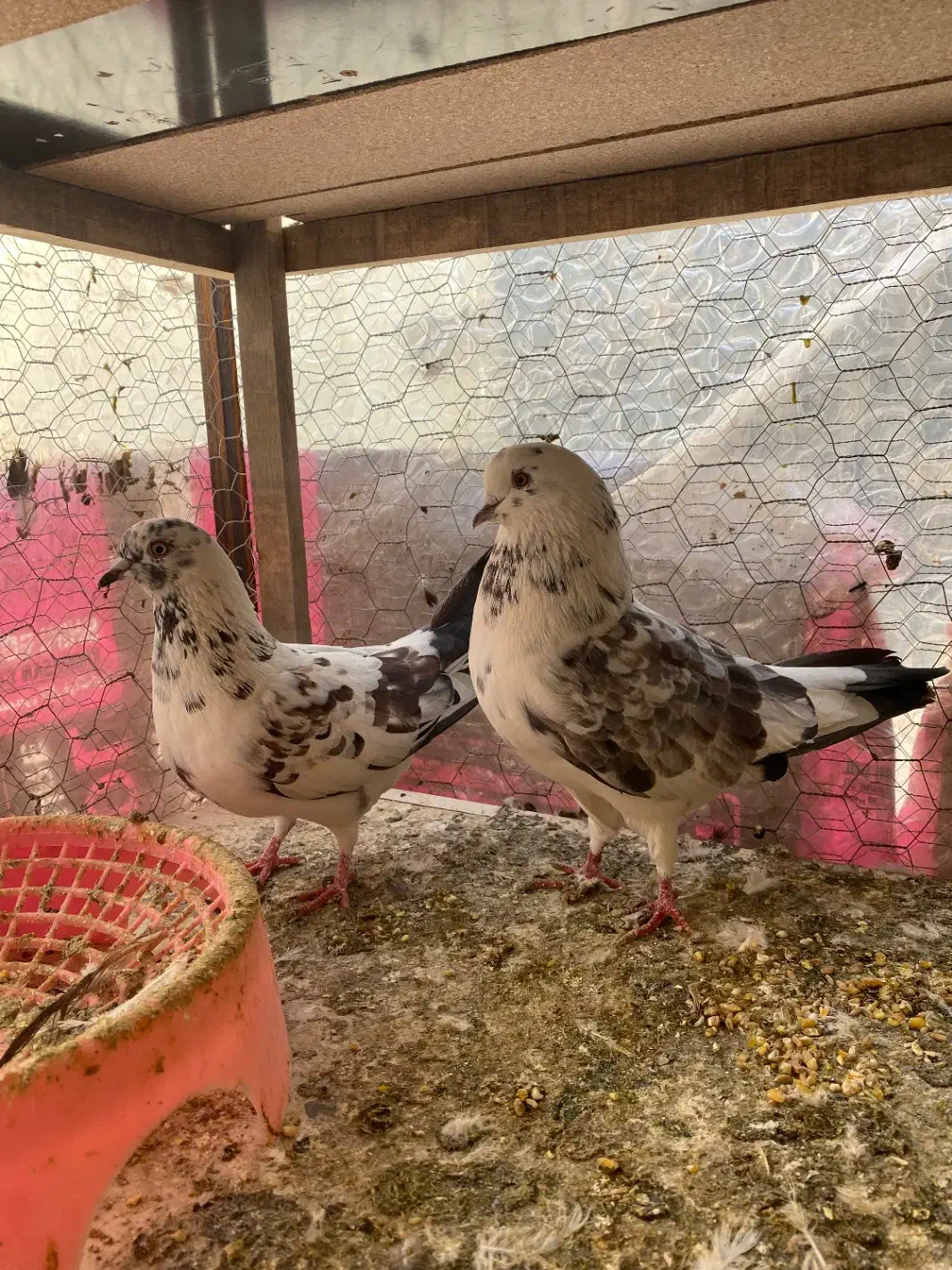 کبوتر نروماده تکپر پرشی ویه جفت رنگی نرسبز تکی|پرنده|گنبد کاووس, |دیوار