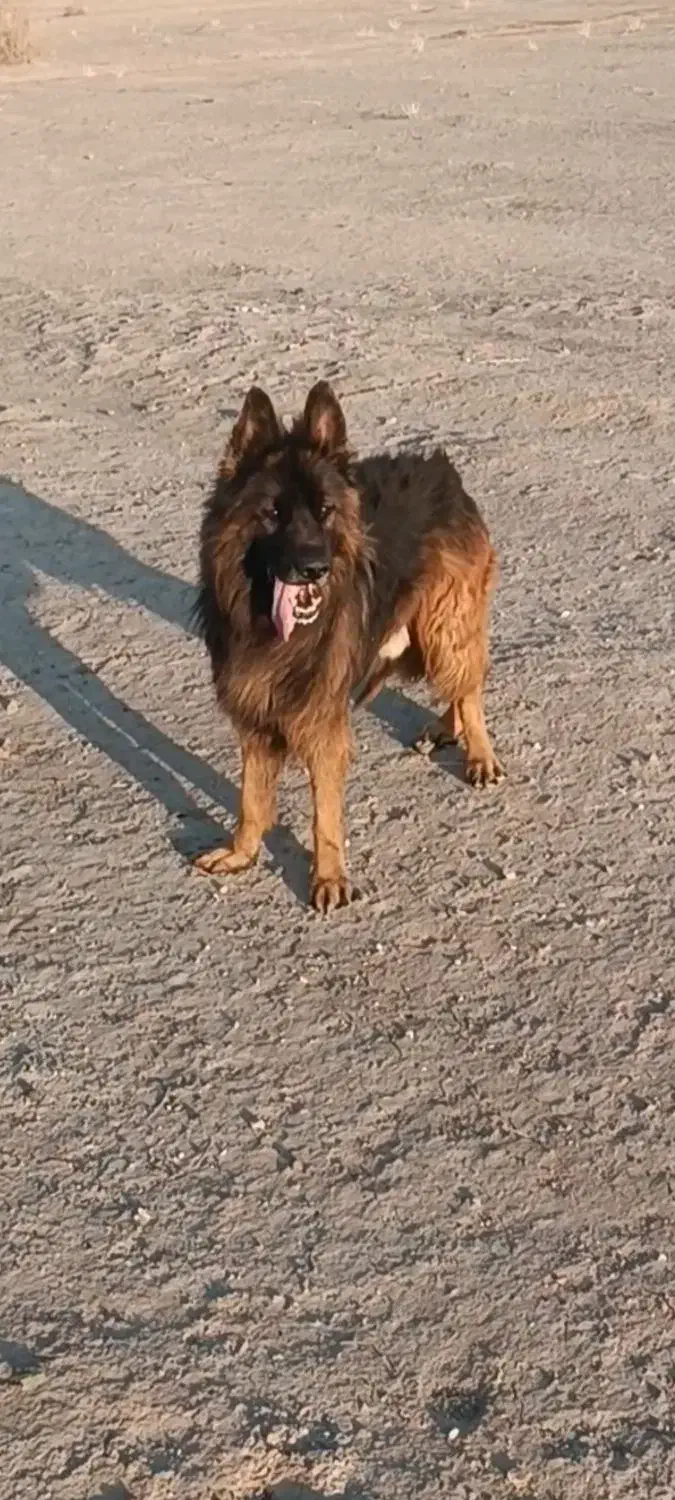 سگ ژرمن|سگ|سیرجان, |دیوار