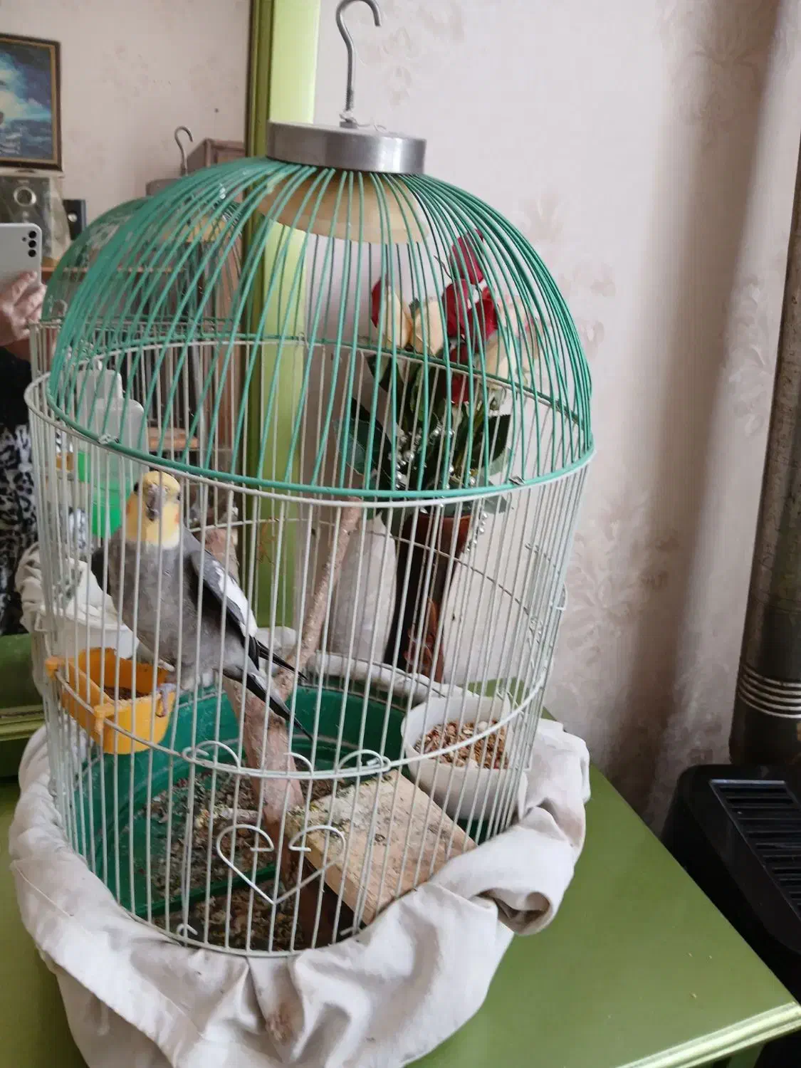 مژدگانی گمشده|پرنده|کوچصفهان, |دیوار