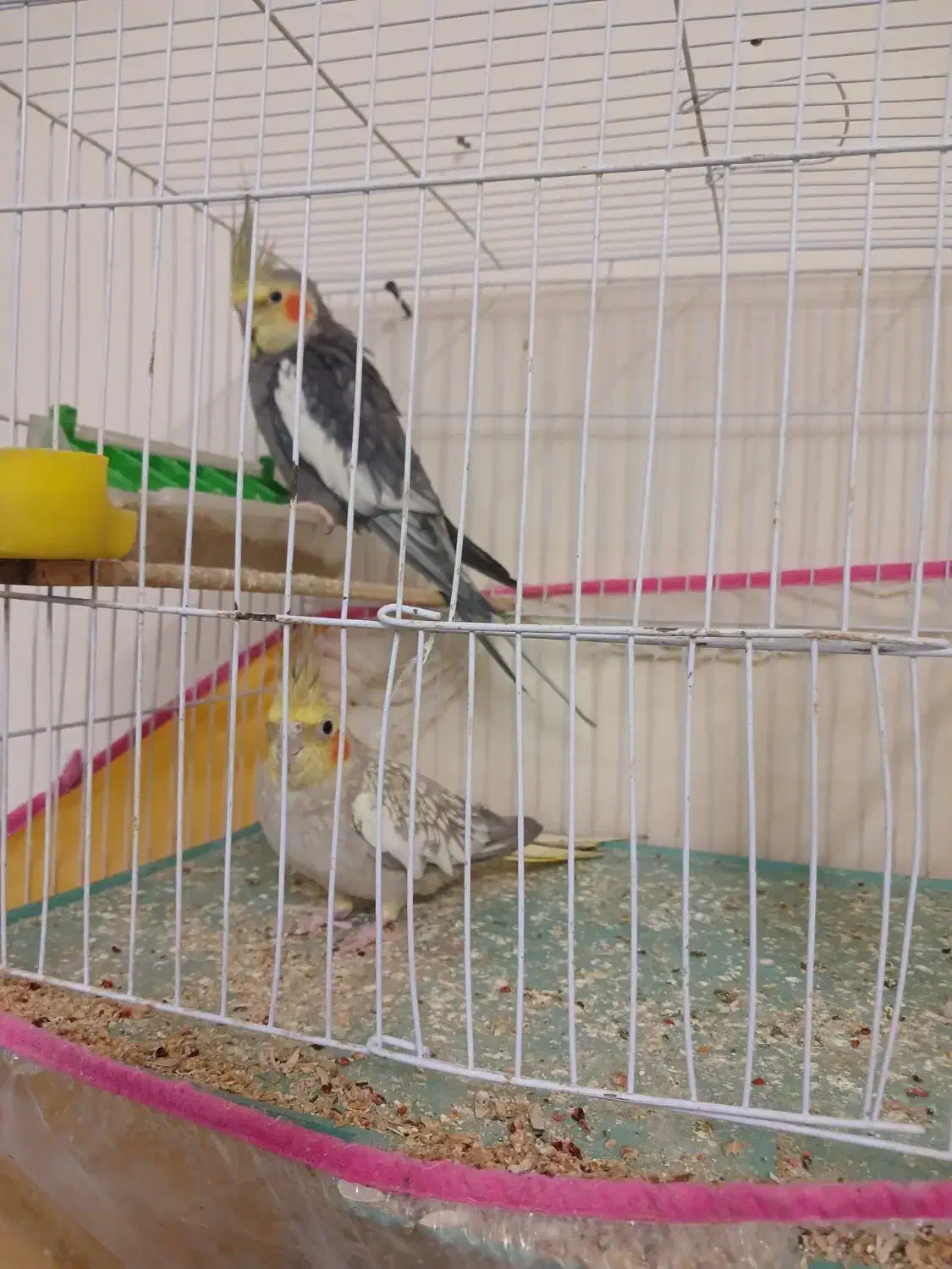 5 عدد عروس هلندی|پرنده|تربت‌حیدریه, قائم|دیوار