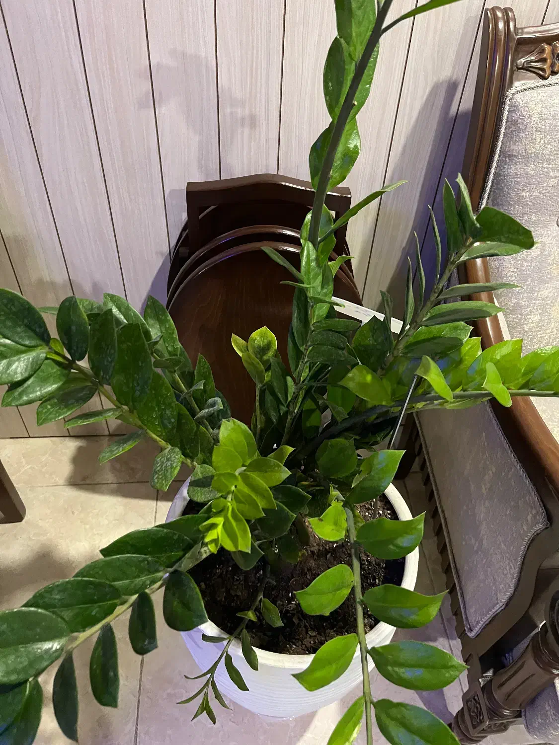 زاموفیلیا بزرگ|گل و گیاه طبیعی|گرگان, |دیوار