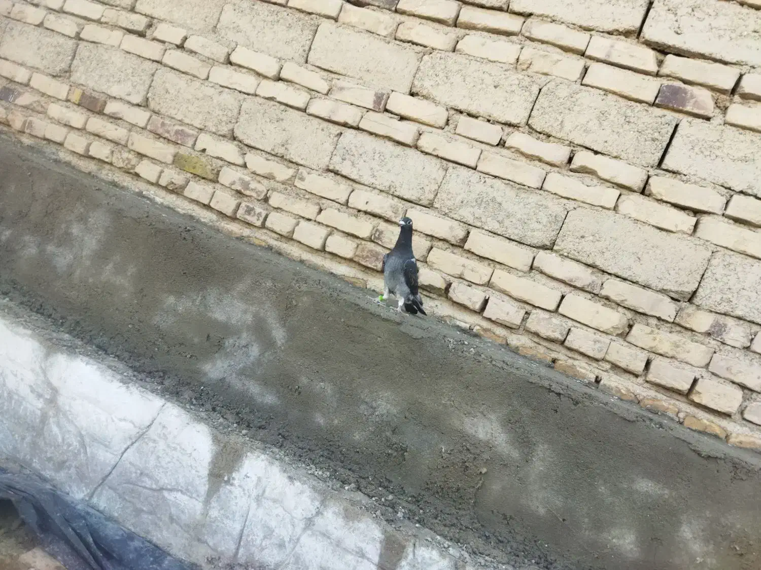 جوانه نر|پرنده|هامون, |دیوار