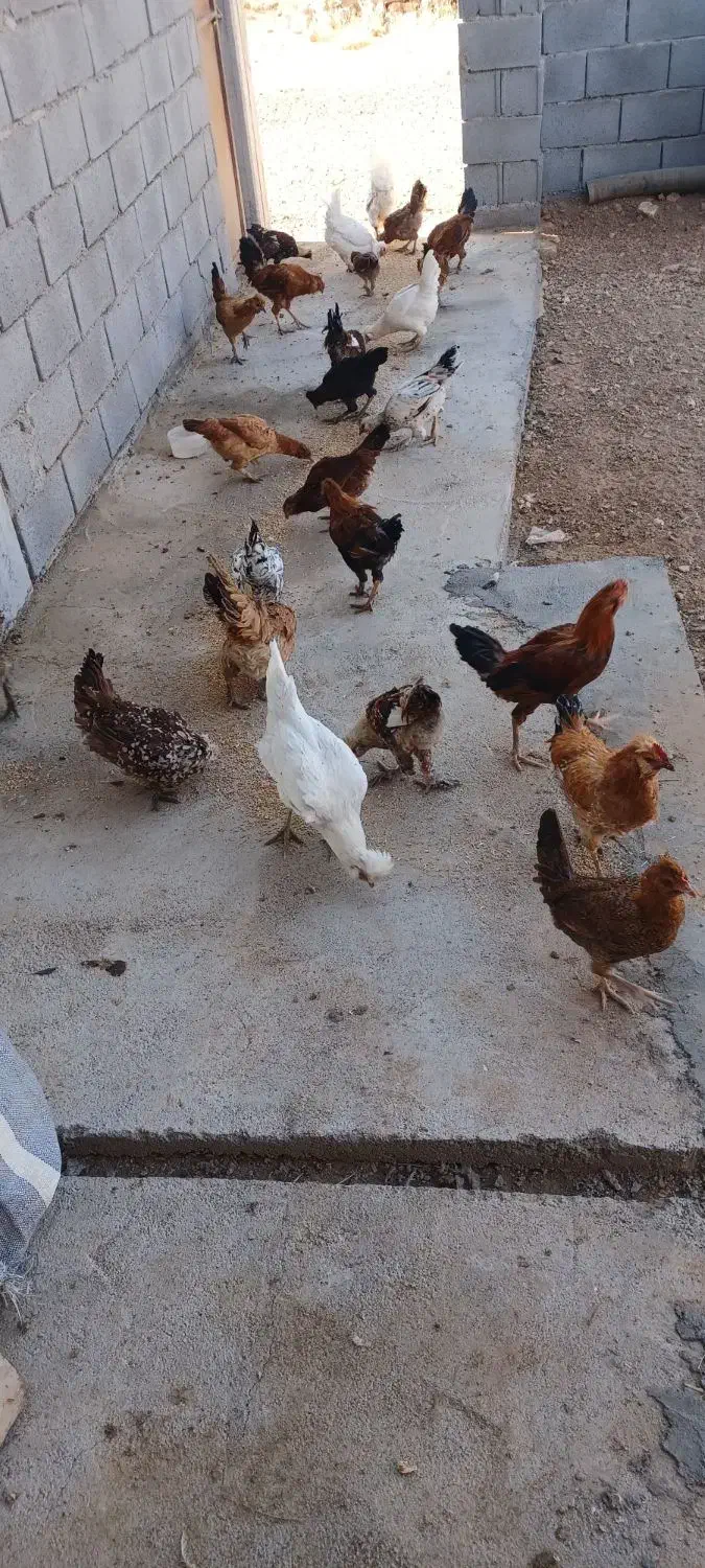 مرغ وخروس|حیوانات مزرعه|جونقان, |دیوار