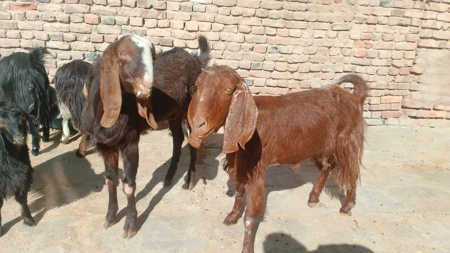 گوشت|حیوانات مزرعه|خاش, |دیوار