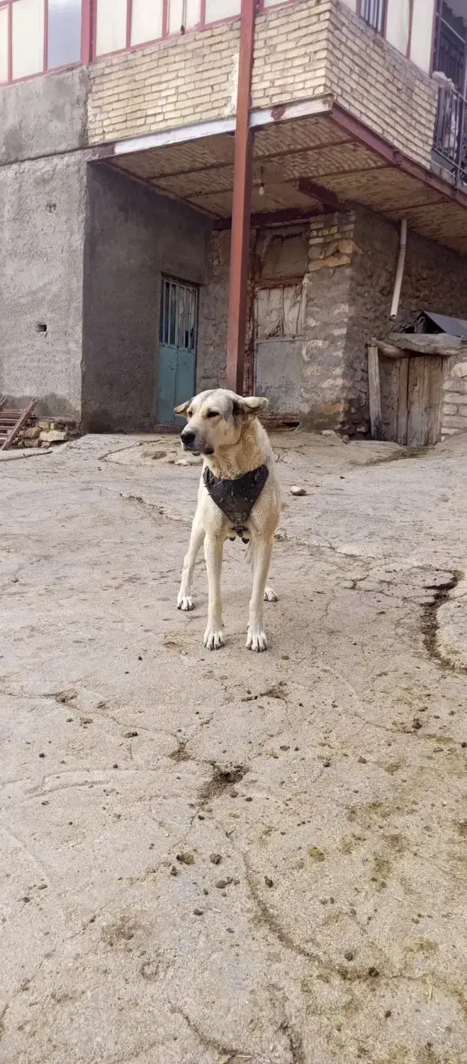 سگ ماده عراقی|سگ|سجاس رود, |دیوار